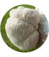 Hericium